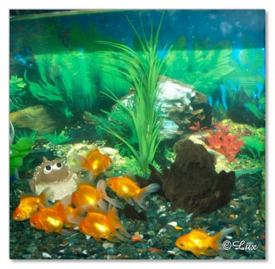 Gold Fish