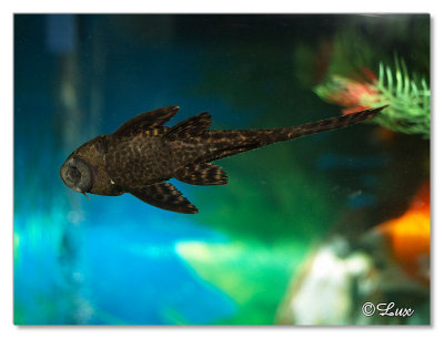 Spotted Sucking Catfish or Plecostomus