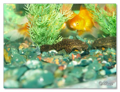 Gold Fish & Plecostomus