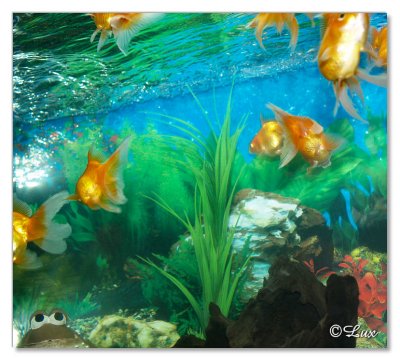 Gold Fish