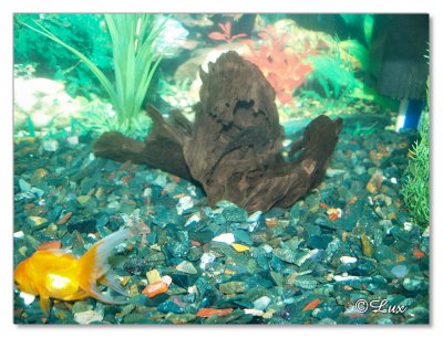 Can you see the Cat fish....if not please see the next photo