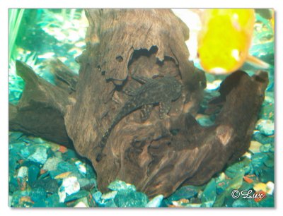 Cat Fish
