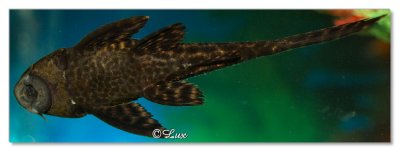 Spotted Sucking Catfish or Plecostomus.jpg