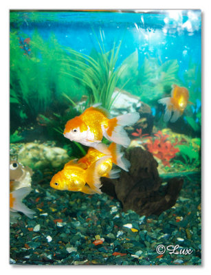 Gold Fish