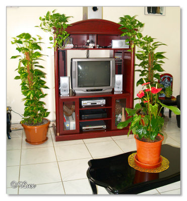 Indoor Plants