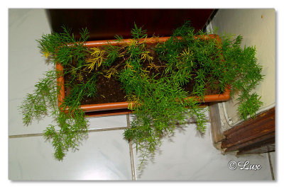 Indoor Plants