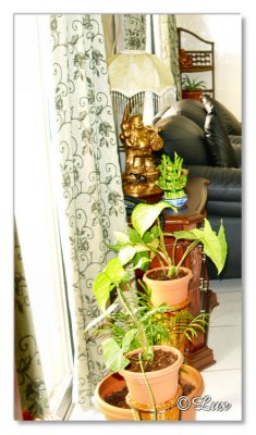Indoor Plants