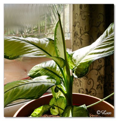 Indoor Plants