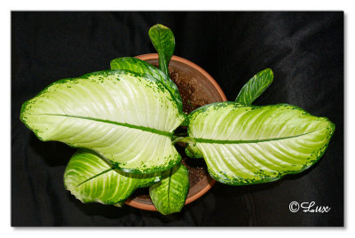 Indoor Plants