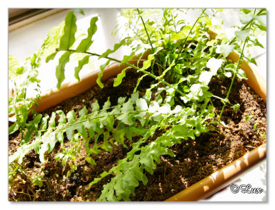 Indoor Plants