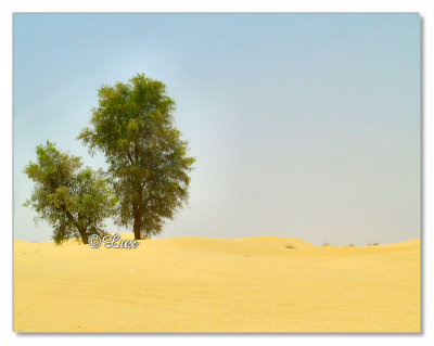Desert-Dubai
