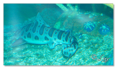 Sea Life- Birmingham (15).JPG