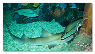 Sea Life- Birmingham (16).JPG