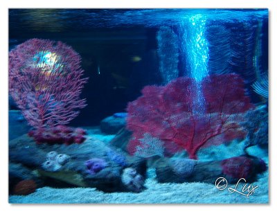 Sea Life- Birmingham (32).JPG