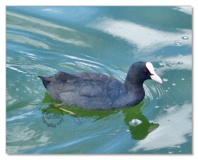 Birds-Hyde Park