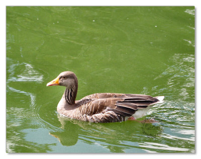 Birds-Hyde Park