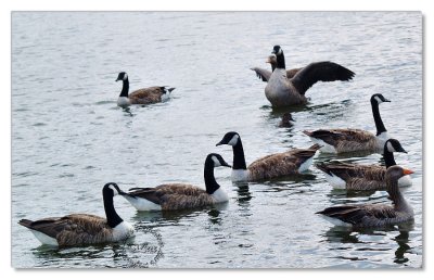 Birds-Hyde Park