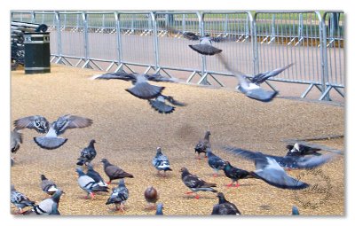 Birds-Hyde Park