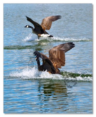 Birds-Hyde Park