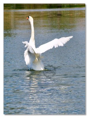 Birds-Hyde Park