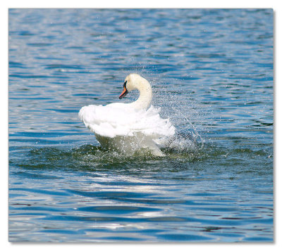 Birds-Hyde Park