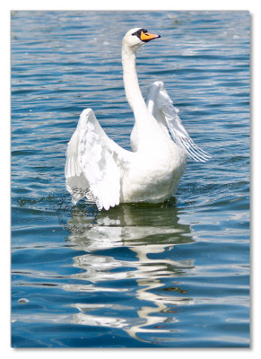 Birds-Hyde Park