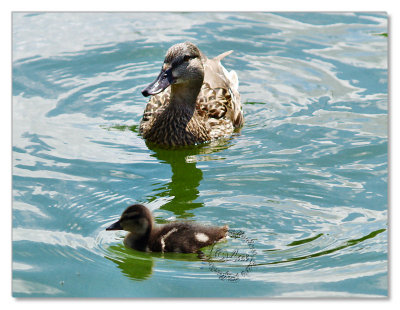 Birds-Hyde Park