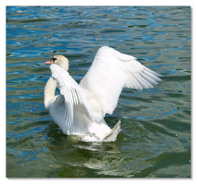 Birds-Hyde Park