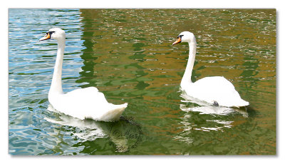 Birds-Hyde Park