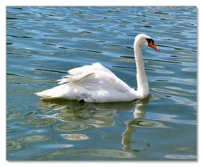 Birds-Hyde Park