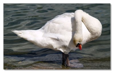 Birds-Hyde Park