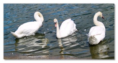 Birds-Hyde Park