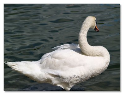 Birds-Hyde Park