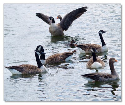 Birds-Hyde Park