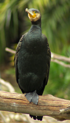 IMGP1296.jpg