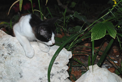  little cat