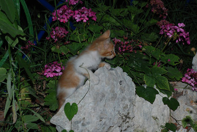  little cat