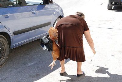 Tiertransport II