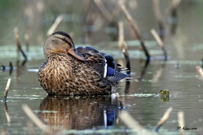 LaPoseCanard