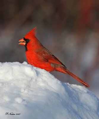 Cardinal-Rouge
