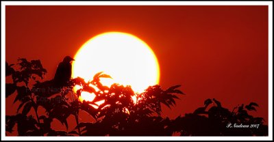 Oiseau au lever du soleil