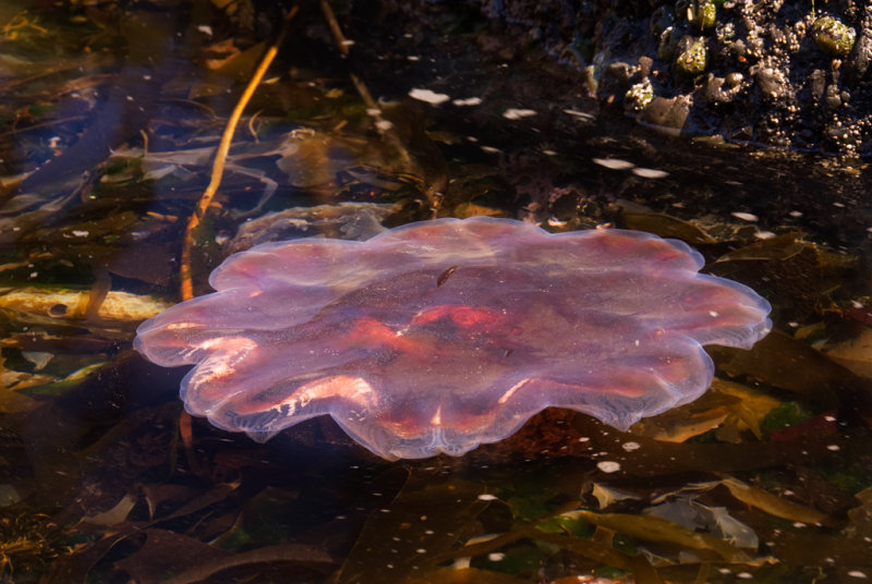 pool jellyfish