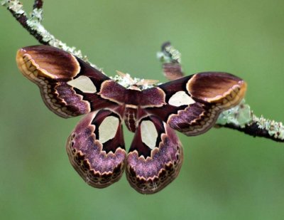 Butterflies, Moths, and Insects