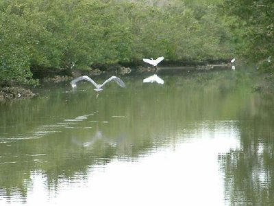 Blue Heron3.jpg