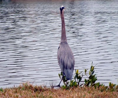 Blue Heron4.jpg