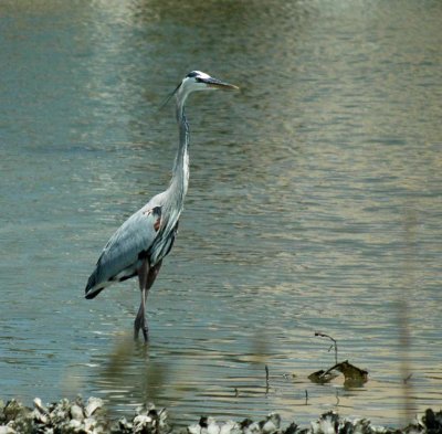BlueHeron_1765.jpg