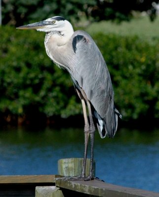 BlueHeron_3305.jpg