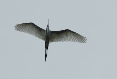 Blue-Heron_1993.jpg