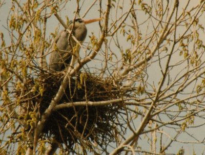 BlueHeronNest_1843.jpg