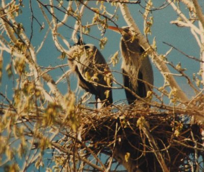 BlueHeronPair_1842.jpg